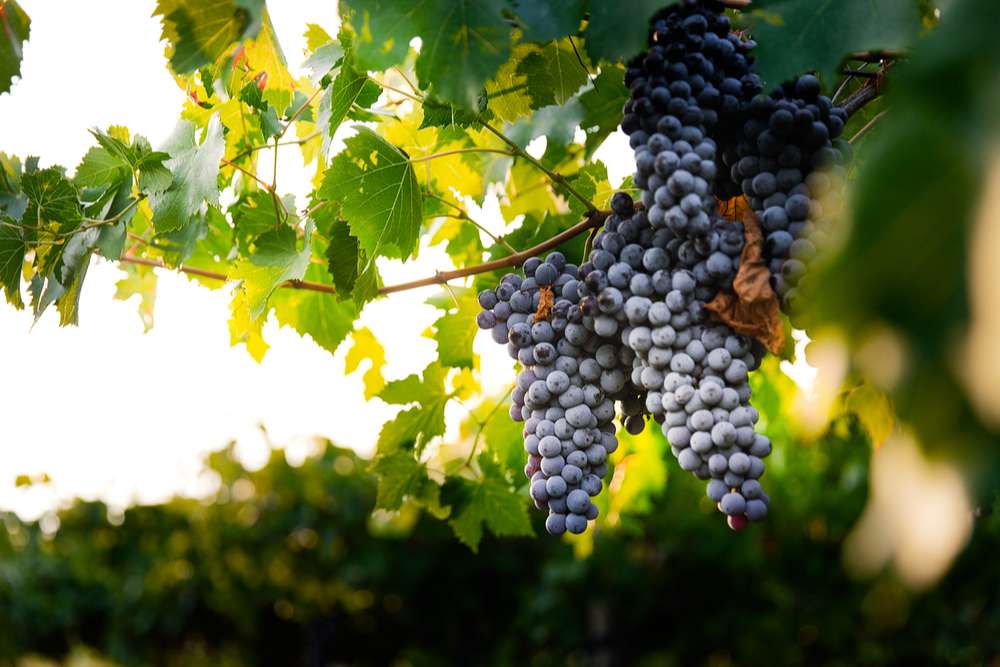 Vins rouges